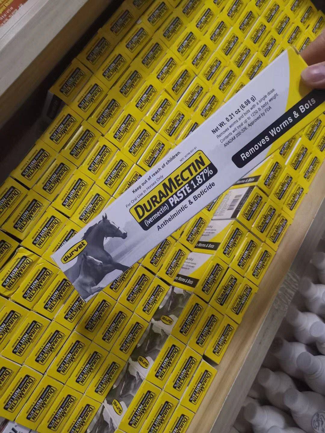 American imported horse dewradaine pests, mother horse pregnant horses, horses, male horses, gangsters, pests, thorough 2025