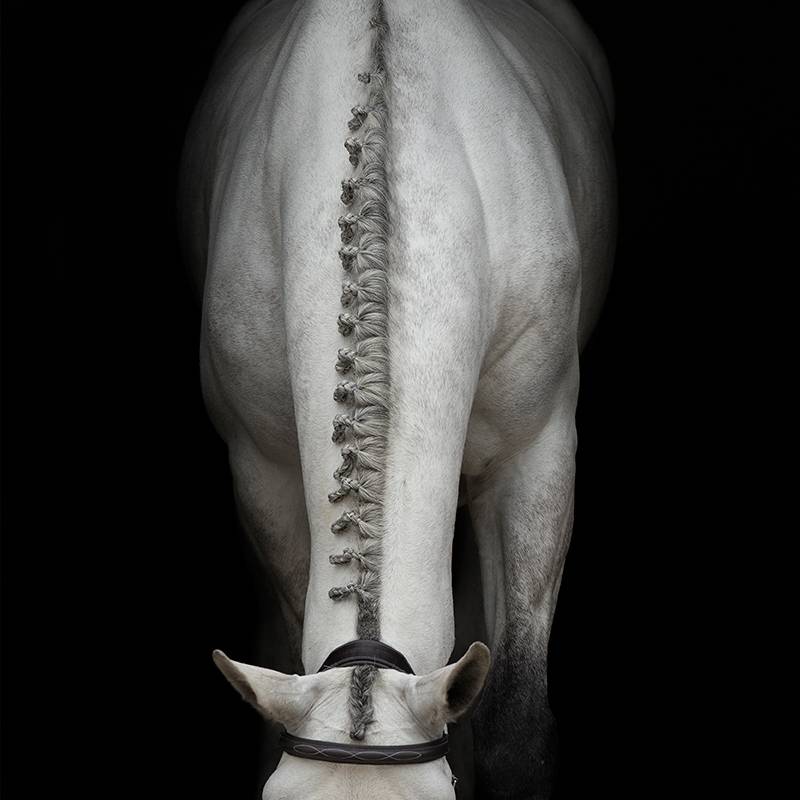 Cavassion's Barbal Procterstrigence (Silicone) Rockma Horse 8801061 color random delivery