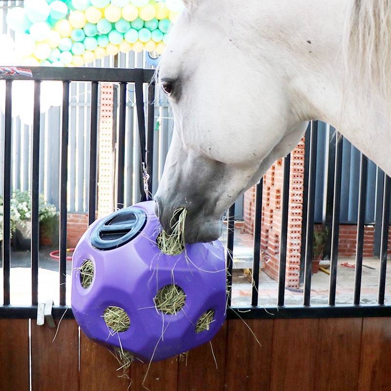 Pony-to-poo-poo-poo-poo-poo-poo-poo-poo-poo-poo-poo-poo-poo-poo-poo-poo