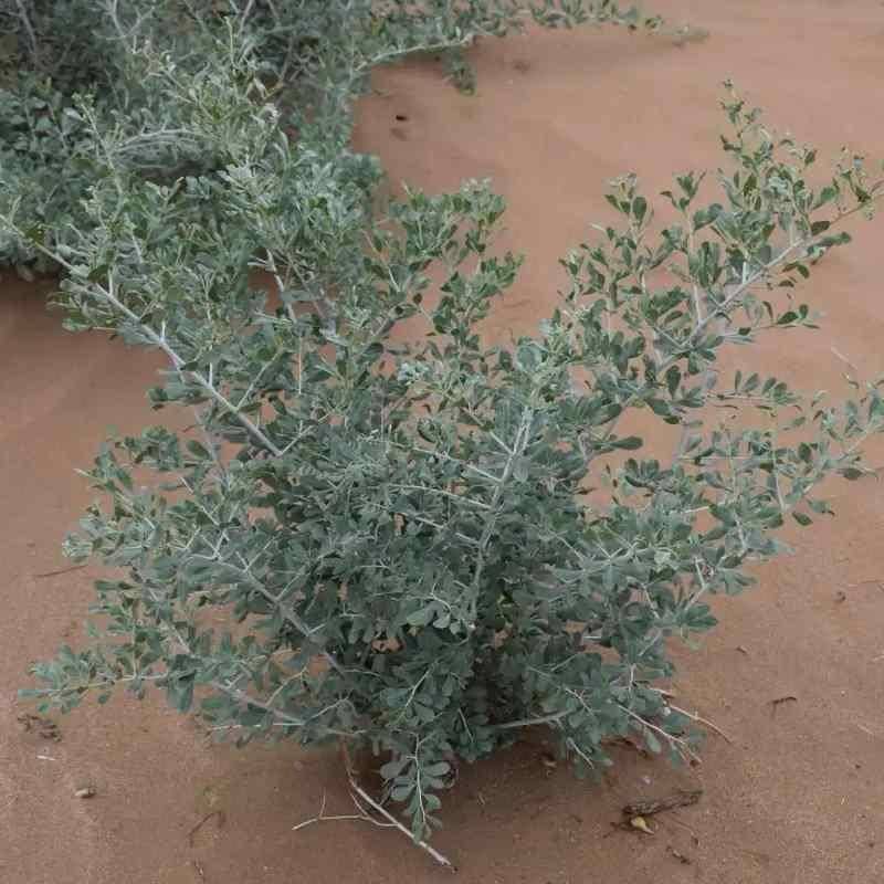 Half a pound of sting seeds