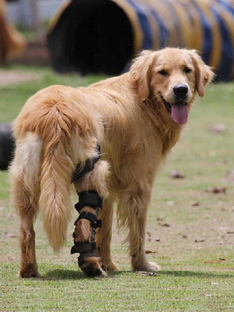 Dog Counterfeit Crash Torn Louder Subtraction Protective Protective Speed on Kneeling Covender Rehabilitation TPLO