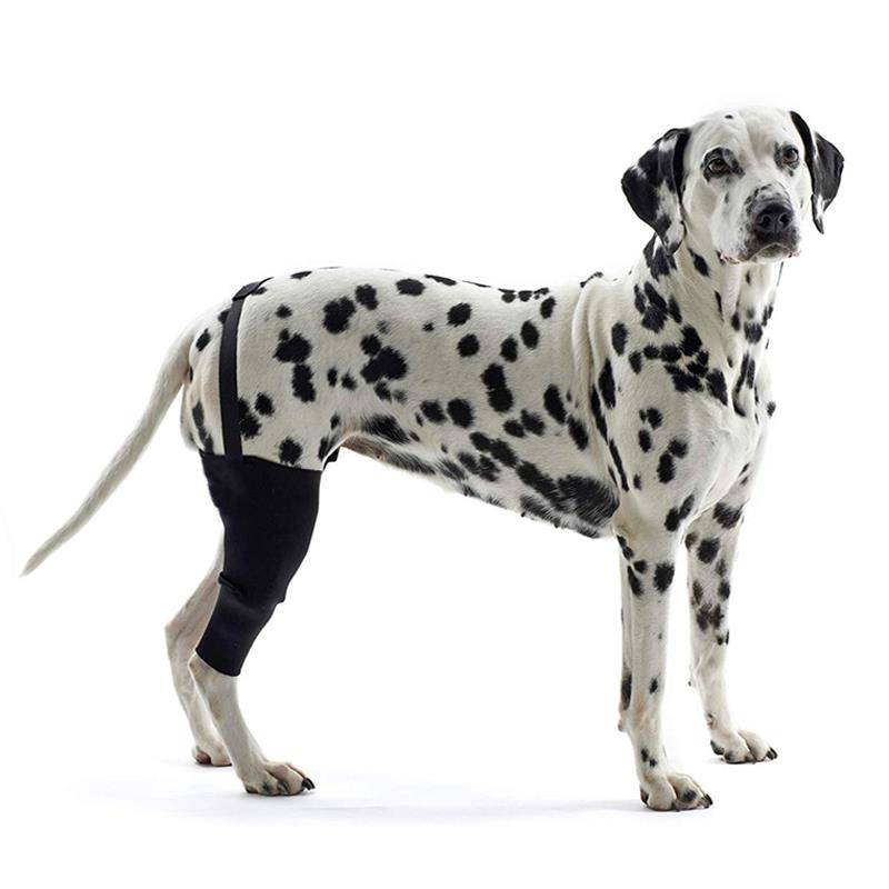 Pet protective dog injury dog hind legs to protect dog outdoor outdoor hind legs weak gold hair support
