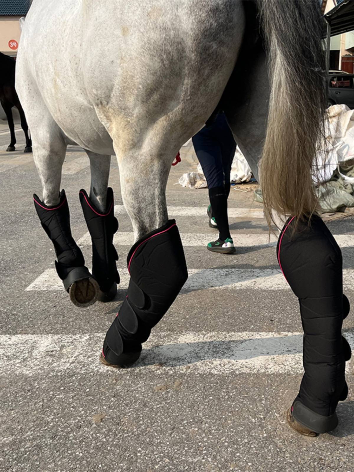 Epona horse transport leg protection equestrian legs protection horse legs horses products