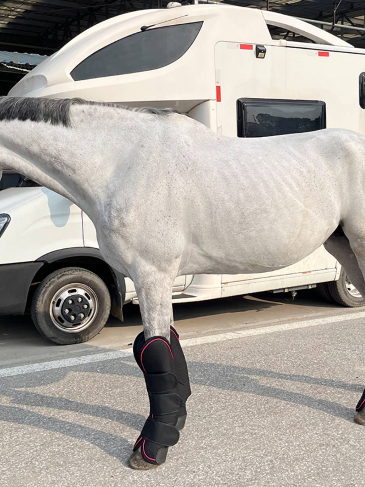 Epona horse transport leg protection equestrian legs protection horse legs horses products