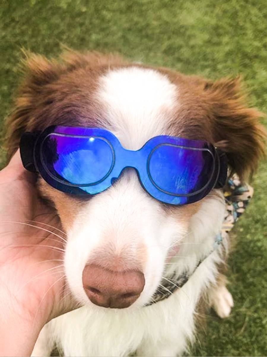 Pet golden wool -edge shepherd dog -or dog wicked lens helmet new locomotive can miss the ear helmet accessories locomotive hat