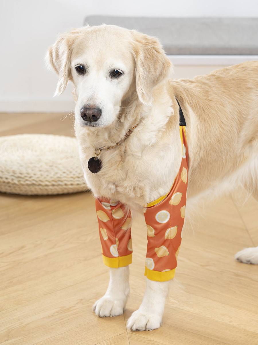 Pet elderly dog cuffs in large dogs in large dogs with knee knee protective legs, foot joint dust prevention, abrasive and broken elbow sleeve sleeves thin