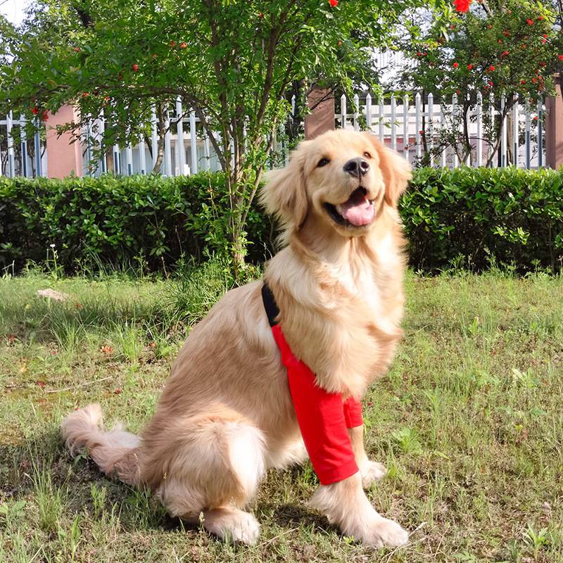 Dog's knee pad foot and legs, shepherd, Mesohamine medium large dog sleeve cotton, elbow, outdoor anti -grinding pet supplies