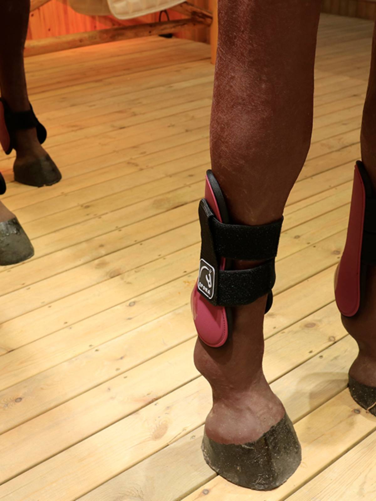 EPONA horse front -legged horse -legged legs front horse tie -legs protect the horse leg obstacles and horses horses with legs, legs, equestrian supplies