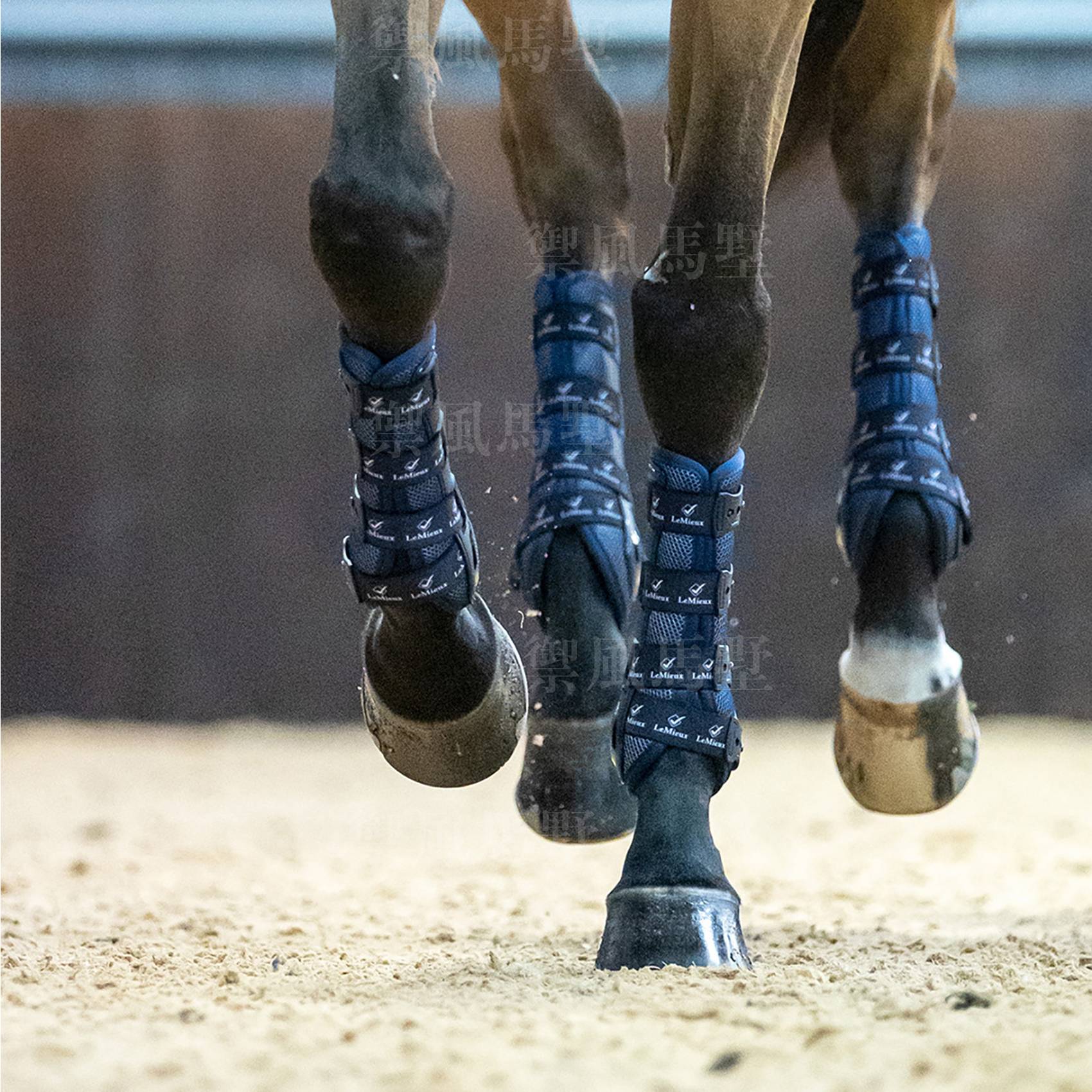 Yufeng Marti \\ British Lemieux dance horse -legged legs, Pacific equestrian legs