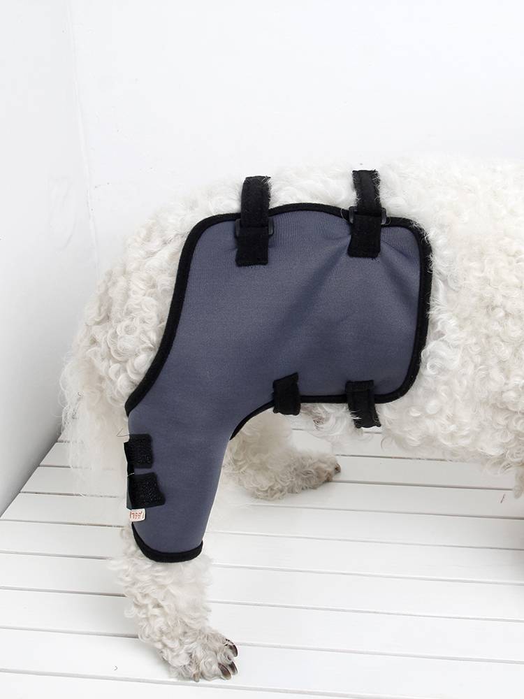 Ji Zai Tsai Pets Dog, Dog, Leg, Kneel Kneeling Assisting Legscape Legs and Jelly Fixed Supporting Ribbin Legs Set