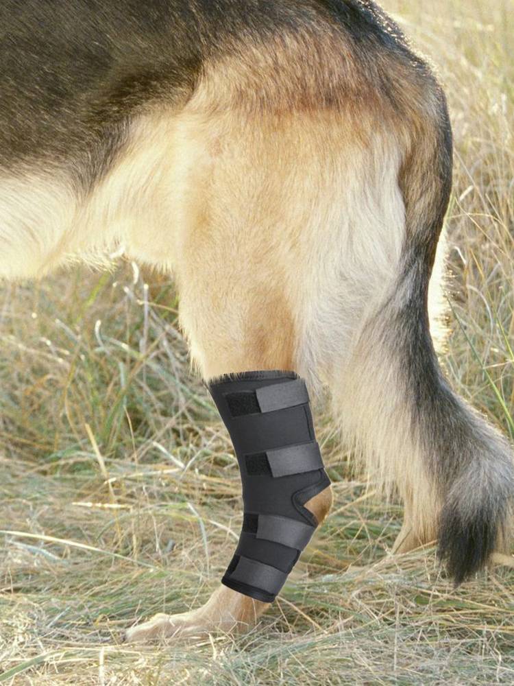 Pet protector, dog and dog outdoor products, hunting dogs, legs, hind legs weak golden hair, leggings assistant