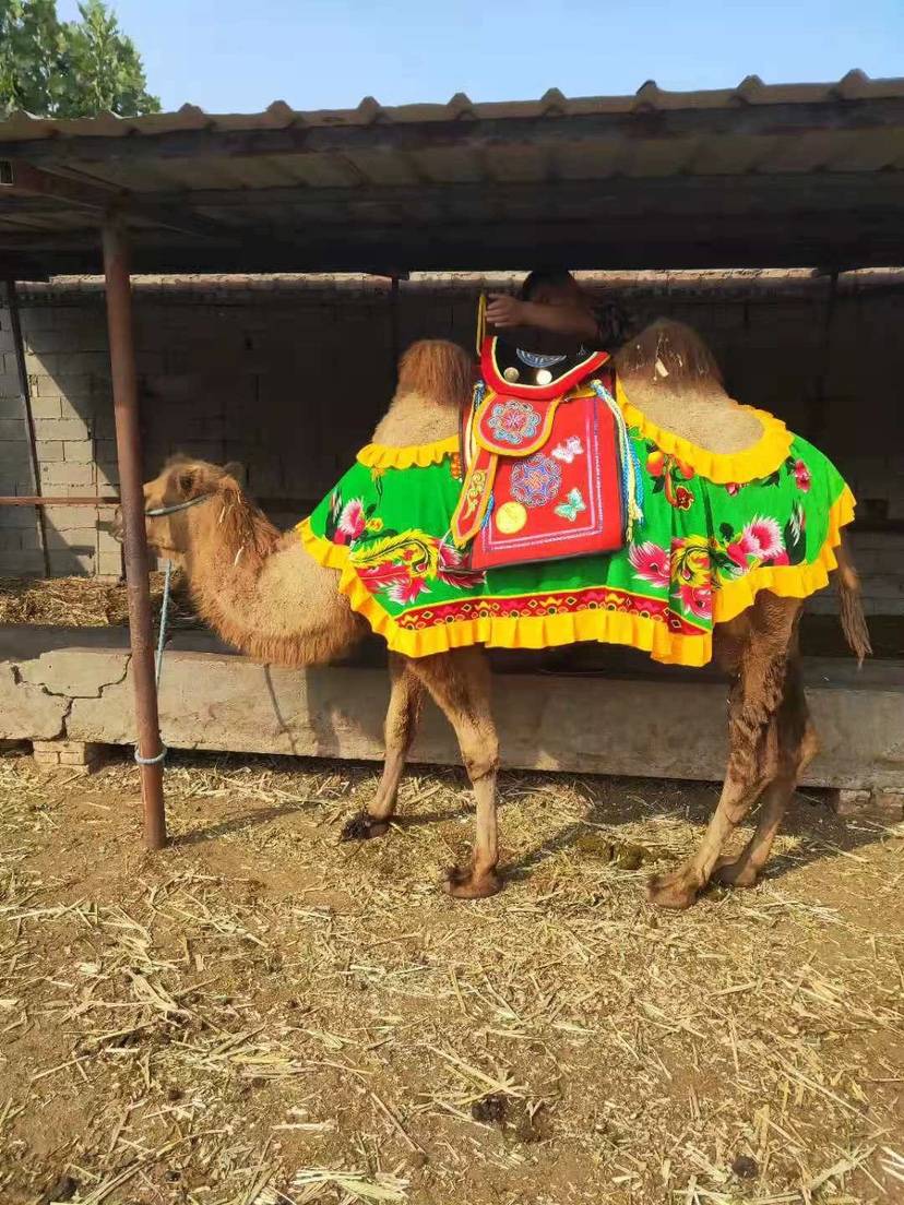 Scenic area dedicated camel saddle Scenic area Camel saddling camel clothing cloth camel saddling
