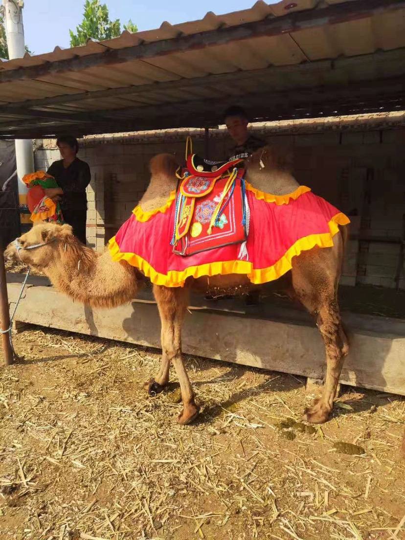 Red camel saddle