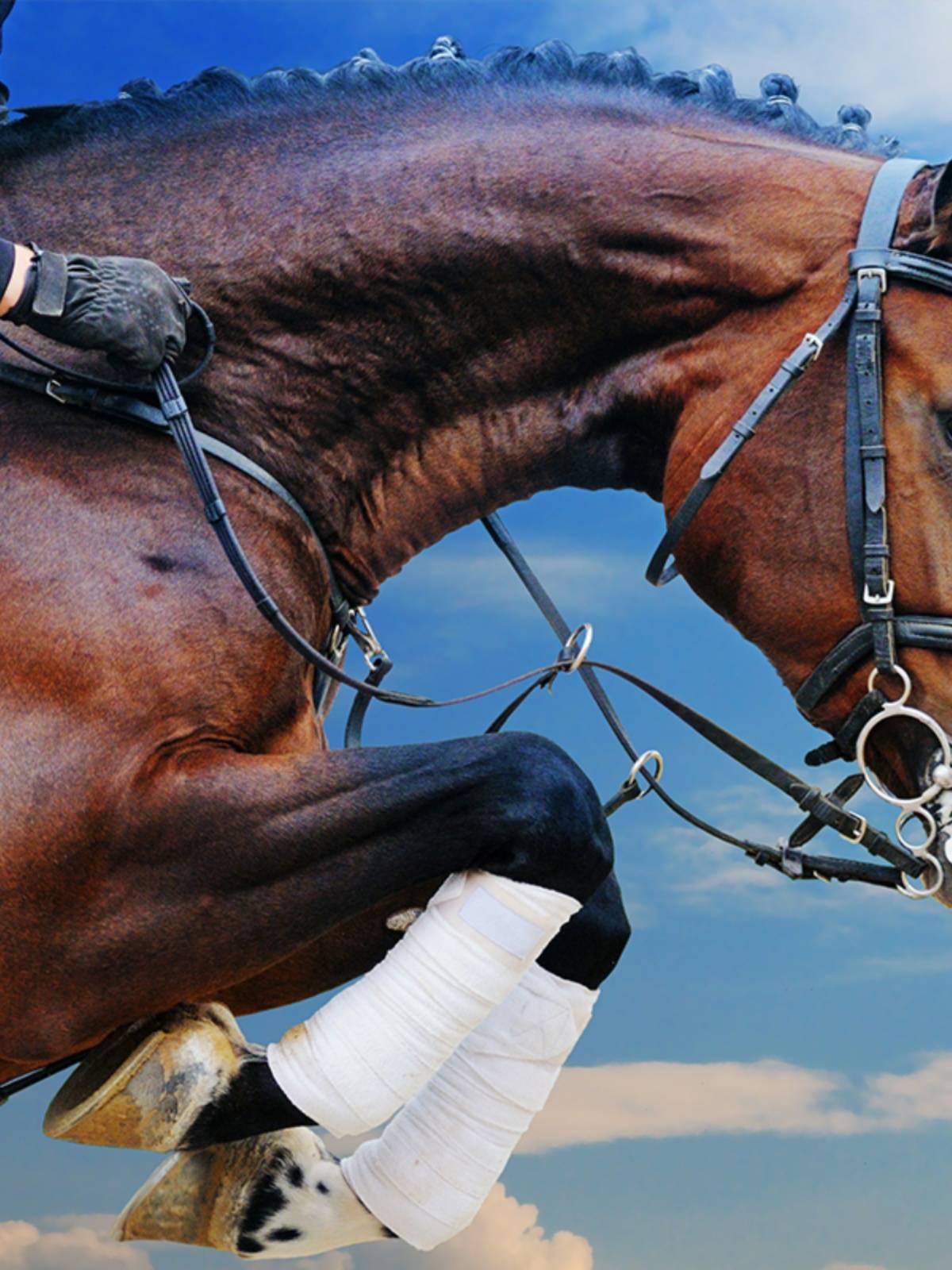 Cowhide reins resistance, anti -slip, non -slip ride riding reins, horses and horses saddle accessories equipment Equisia products