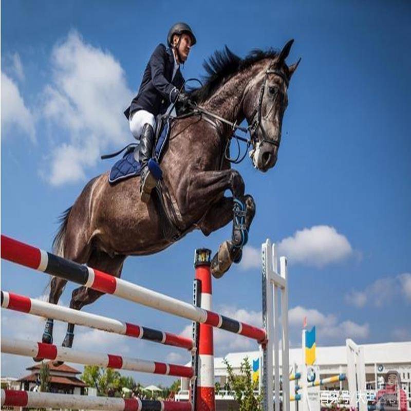 Pony-blocking horse-pumping poles and horse training to crush and cross rail barriers