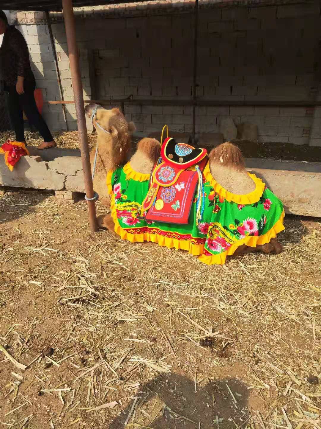 Camel saddles, scenic camel saddles, camel coats, camel saddles