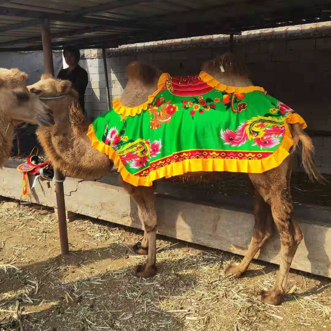 Camel saddles, scenic camel saddles, camel coats, camel saddles