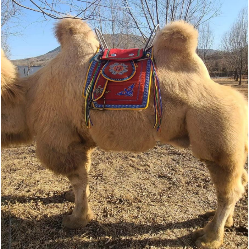 The national characteristic riding tools riding camel saddle, tourist attractions, camera tourists saddline camel, saddling saddling