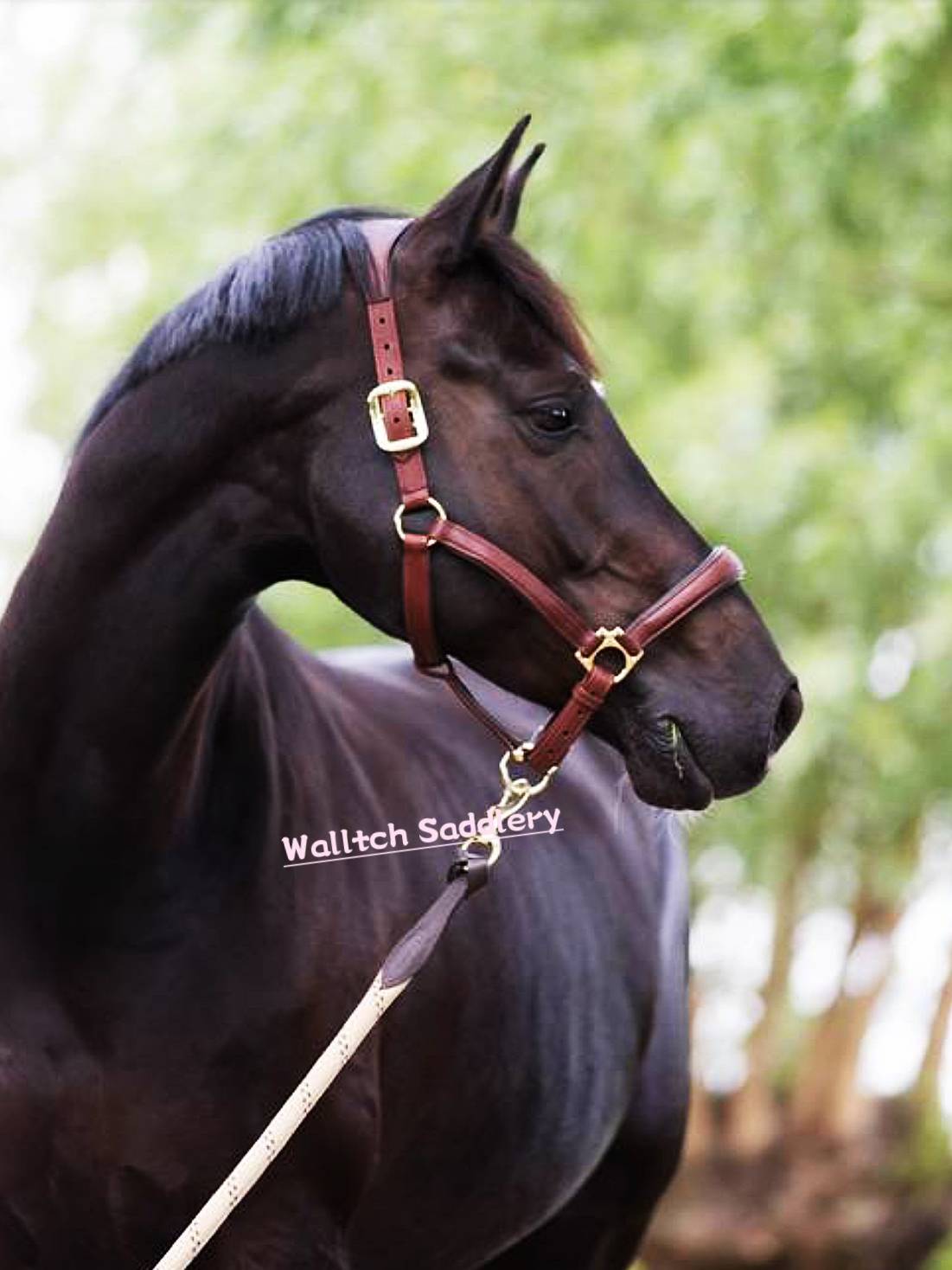 British imported Lemieux/LE all -leather horses horses horses horses and horses ride horse horses horses