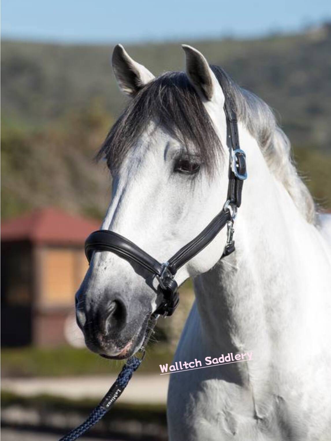 British imported Lemieux/LE all -leather horses horses horses horses and horses ride horse horses horses