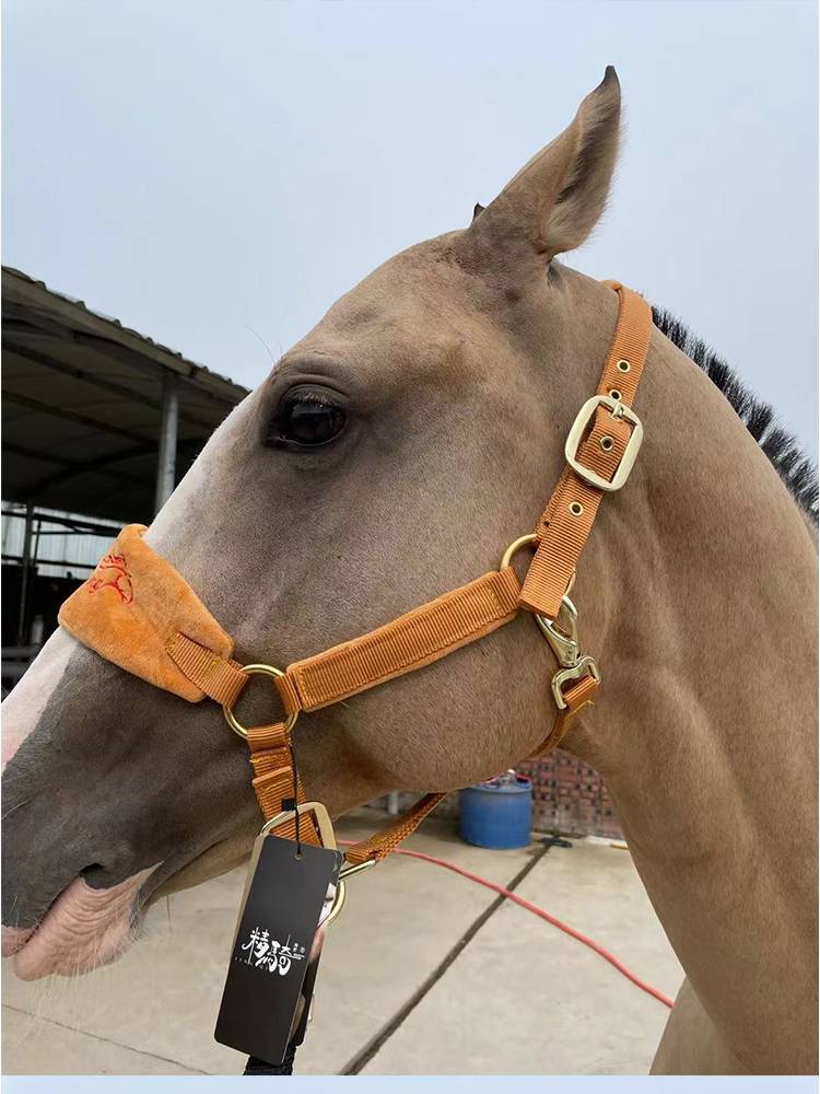 The pony-head ropes teach the pony-size pony-size-size-sized pony-bumping raccoon