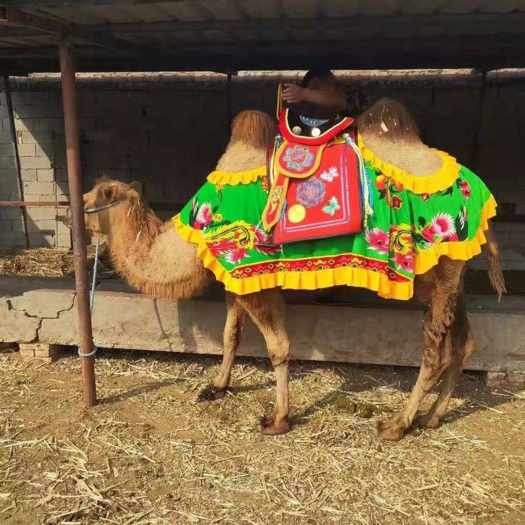 Scenic area Camel saddling camel saddling and camel