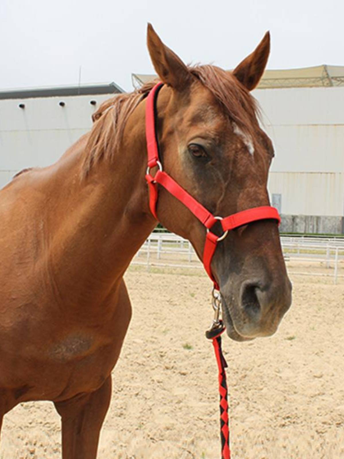 The horse's head is full of tweezers and tweezers for the horse's head