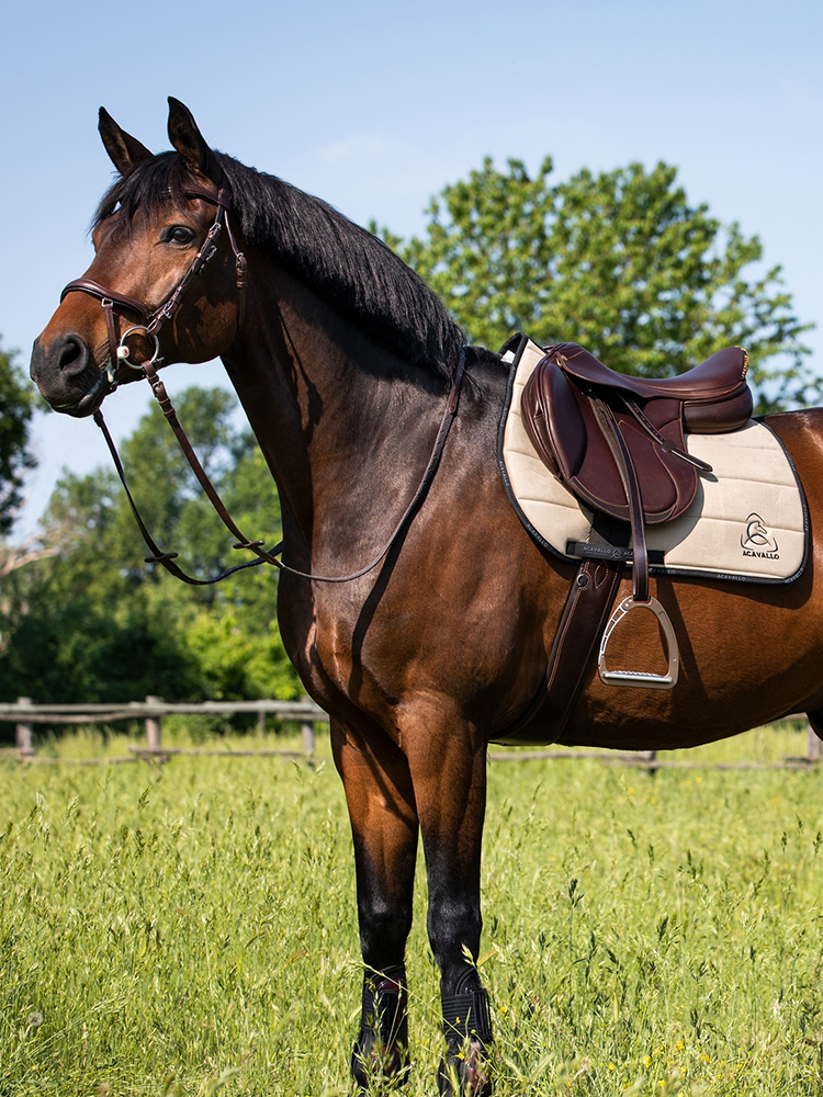 Italian ACAVALLO Patto -hindered saddle riding equipment equestrian motion Rockma horses 8202049