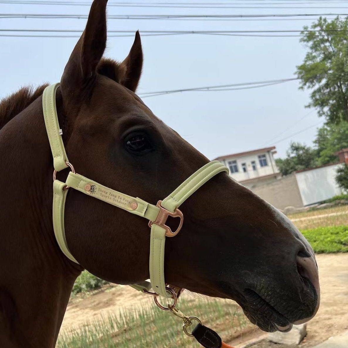 A horse's head with a saddle and a horse's horse