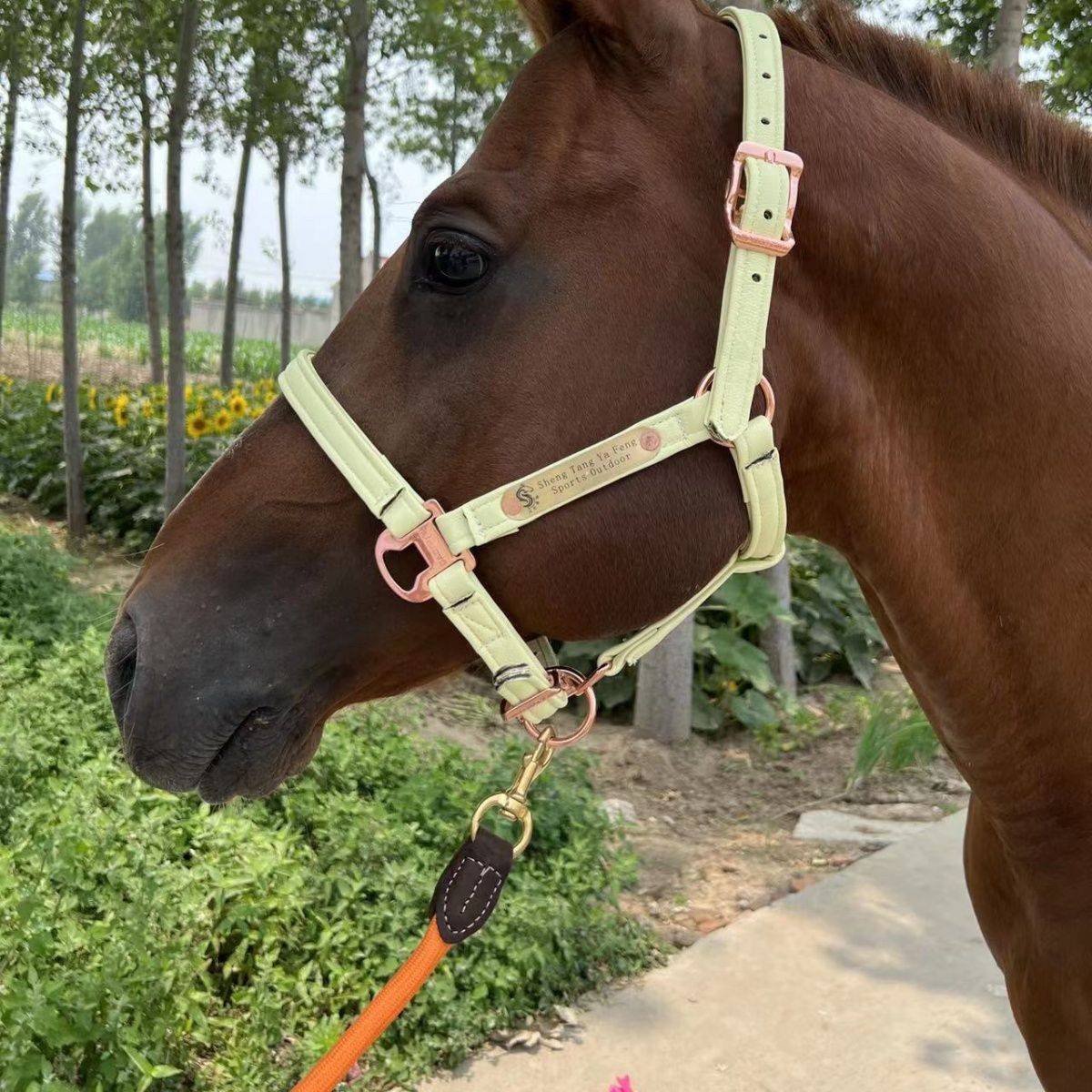 A horse's head with a saddle and a horse's horse