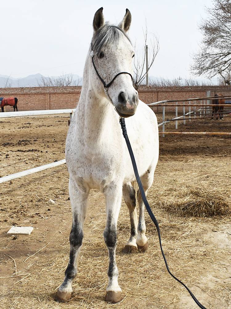 The horse shows the Arab horse's head, the good horse's head