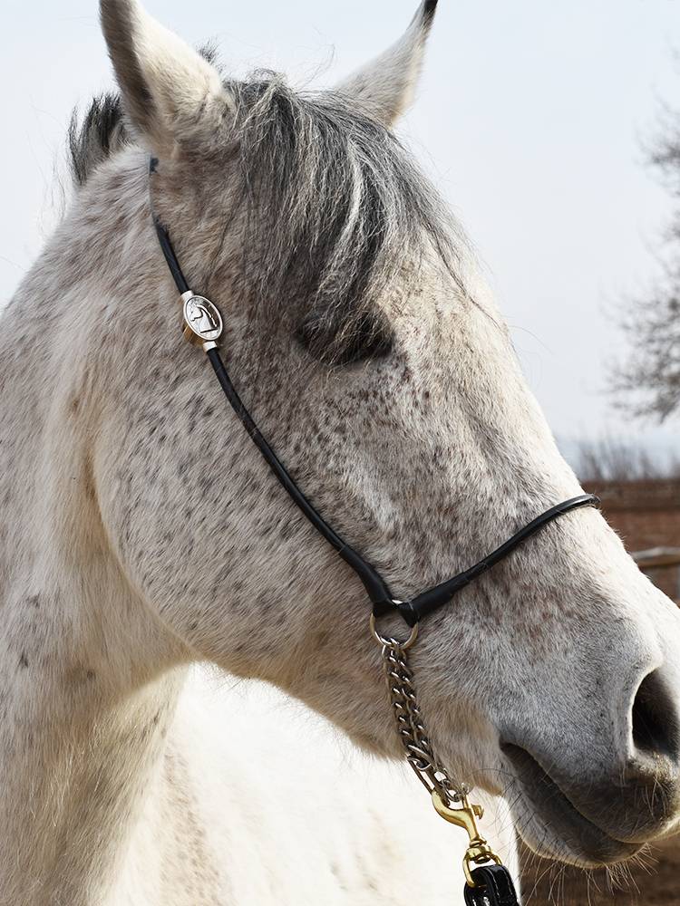 The horse shows the Arab horse's head, the good horse's head