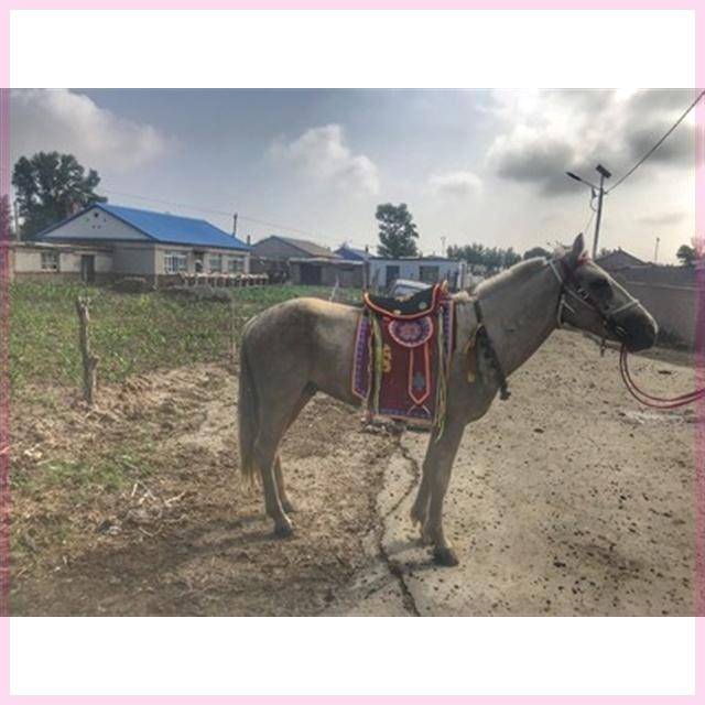 National saddle tourist saddling horses supplies full set of saddling horses horses saddling saddling horse saddles