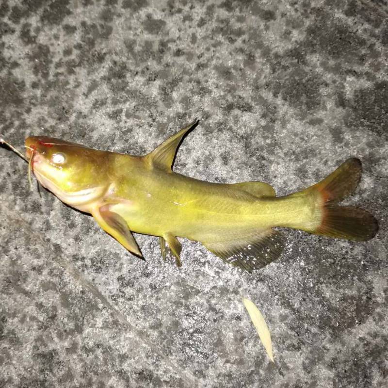 I'm a fisher