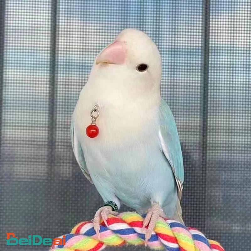 A parrot's one-string
