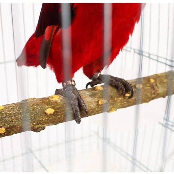 Pepper Mujin Brother Aeng Pixel Parrot Bird Standing Standing Standing Barbukebats and Bird Supplies Following the Toyo Bird Cage Accessories