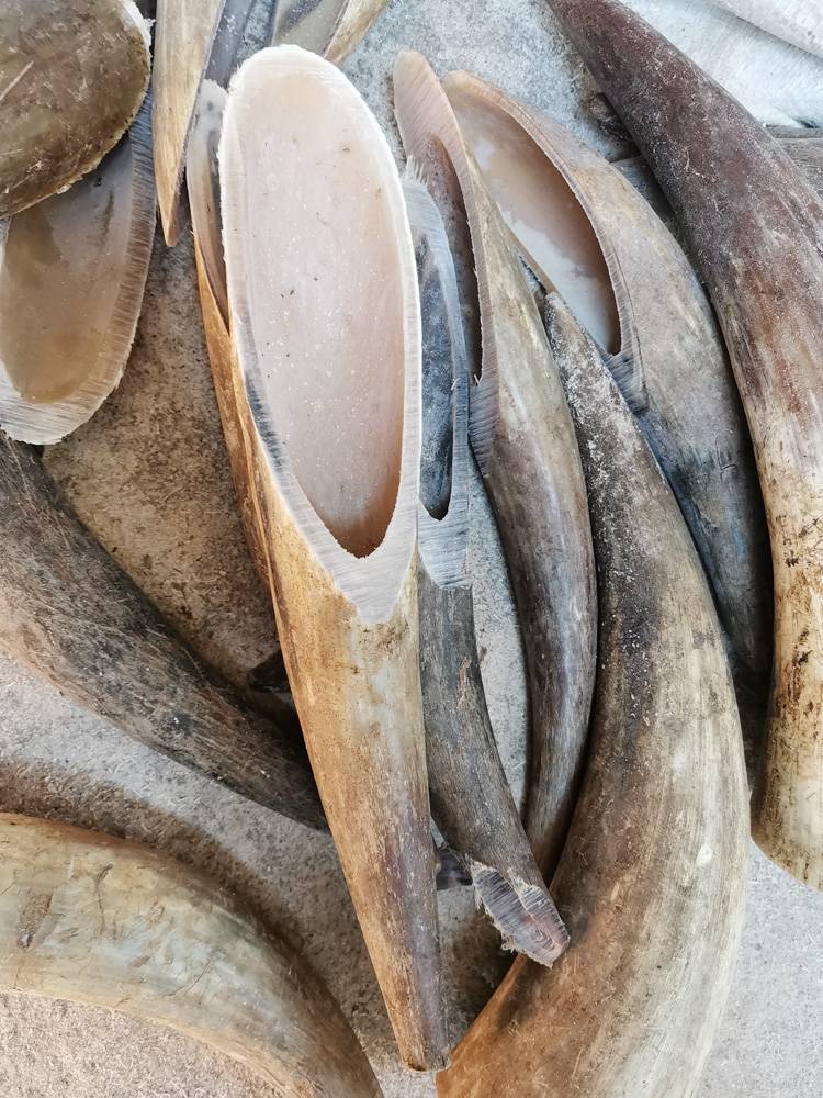 Natural white yak horns scraping bar large massage board tea spoons foot bottom point rod whole body universal dialing tap bars