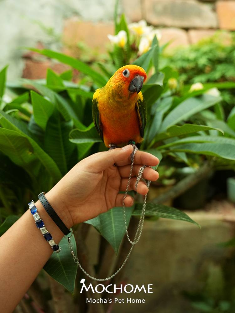Leather bracelet stainless steel traction chain parrot stainless steel ankle chain Put fly rope Xuanfeng tiger leather ultra -light athlete foot ring