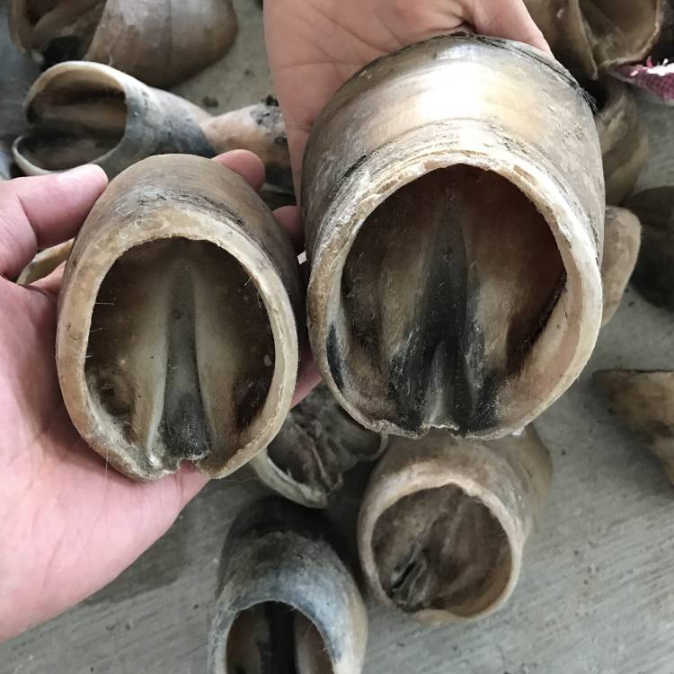 Pure natural horseshoe black horseshoe shell hoof -white horseshoe raw materials