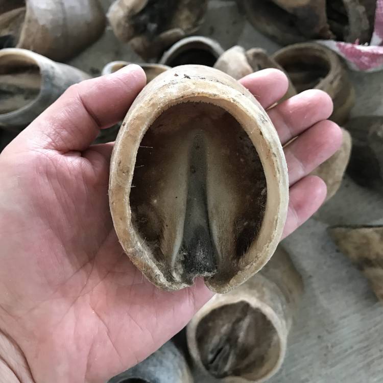 Little white horse hoof