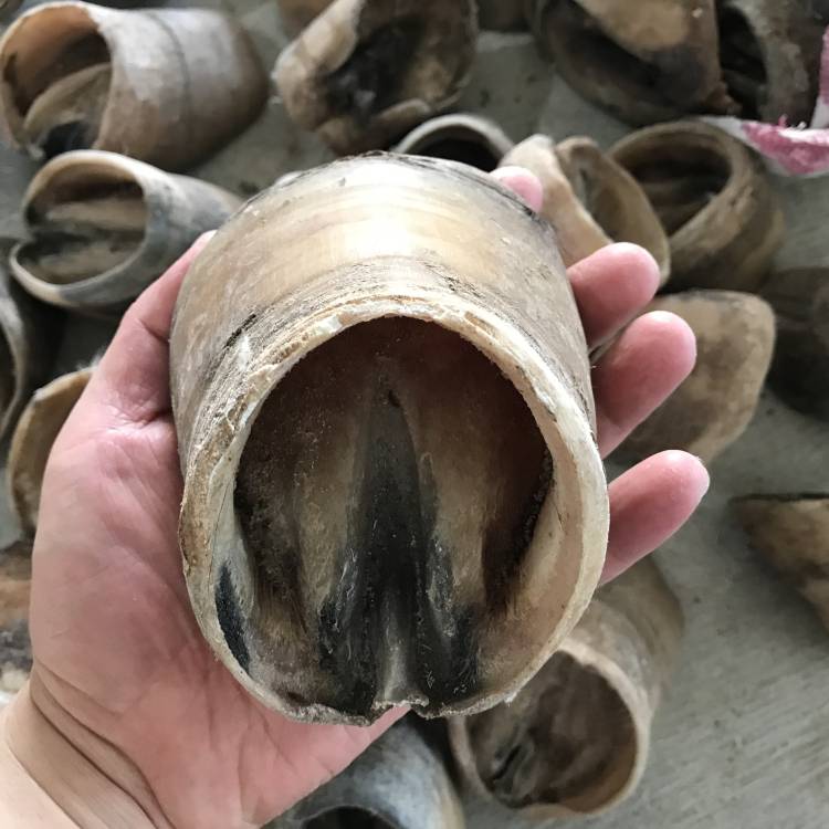 Big white horse hoof
