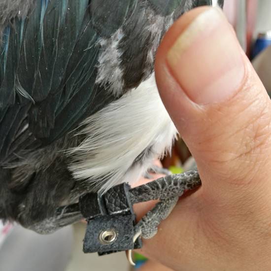 A bird's ankles, a clutter, and a bird's rope station
