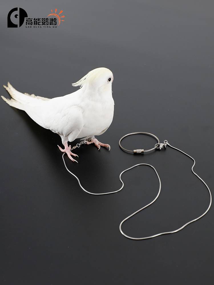 Stainless steel parrot foot chain bolt bird walking birds and foot ring tiger leather peony Xuanfeng opening foot ring traction rope