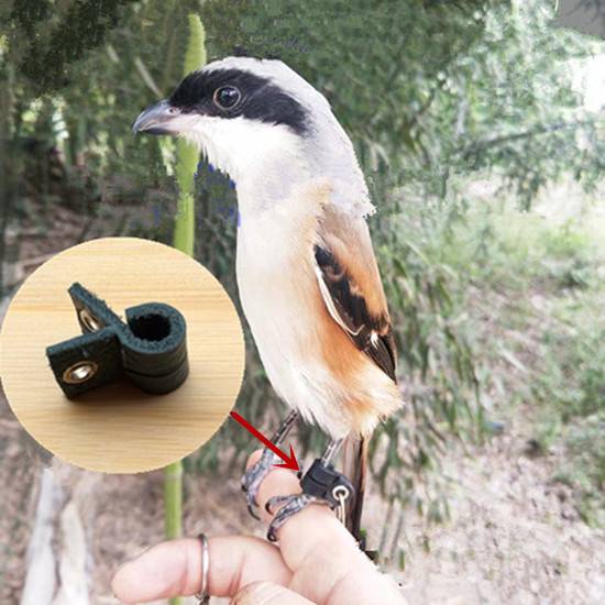 Bolao foot chain foot ring/leather foot sleeve/bird's foot chain foot stumbling legs station shelf station frame training bird supplies birds and birds and birds chain