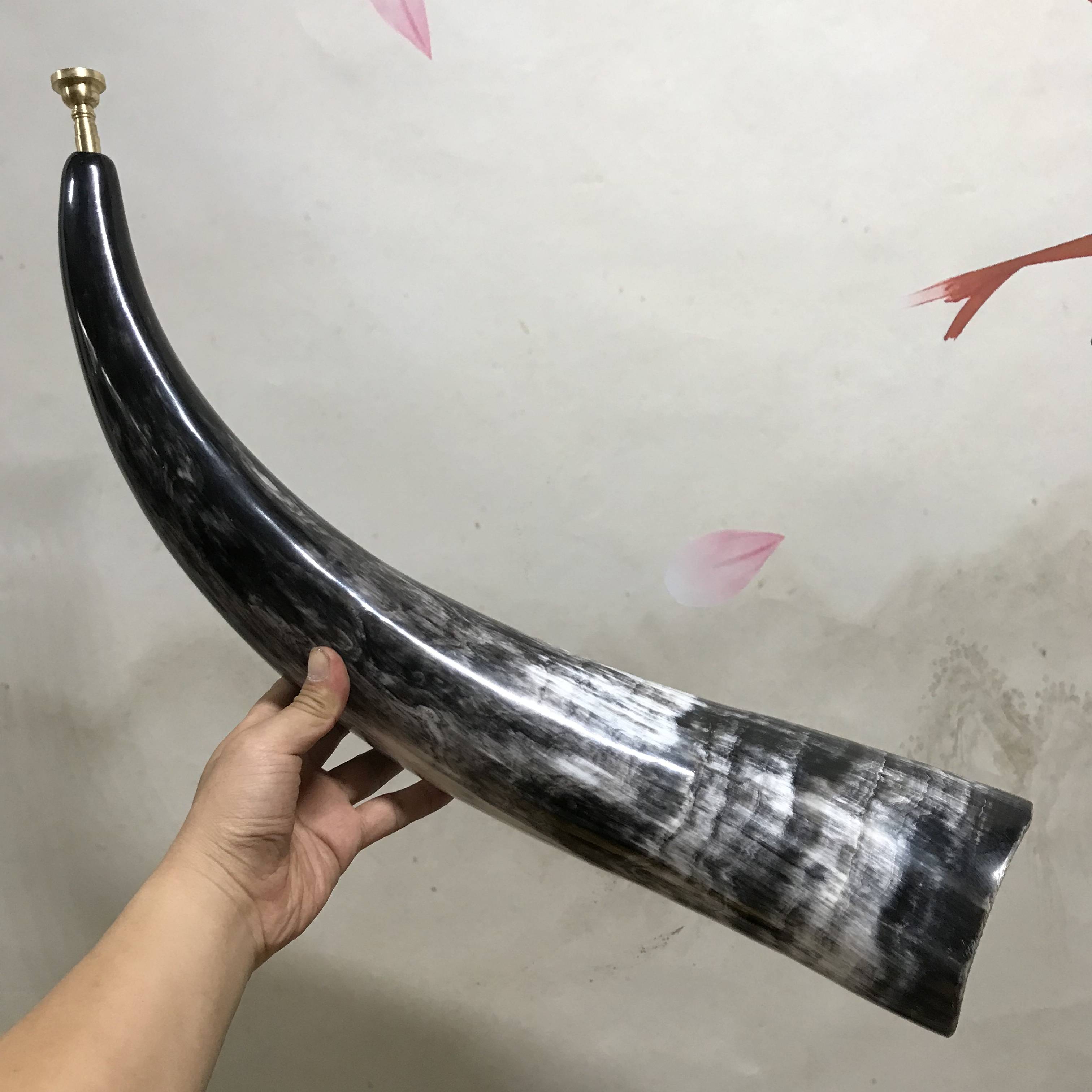 african horn 55-60 cm long