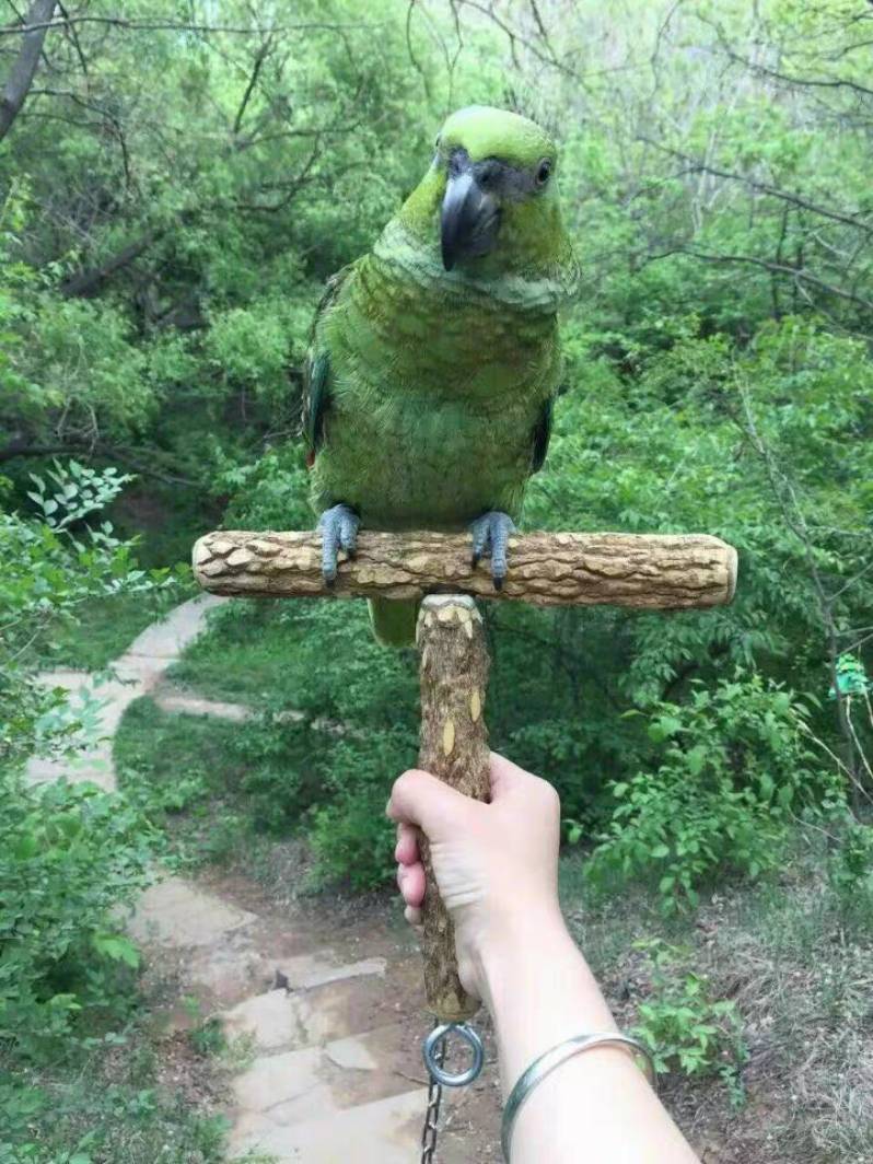 Holding the flower pepper wooden station frame and bird frame, metal supplies, parrot out of the station frame T -shaped portable outer cage