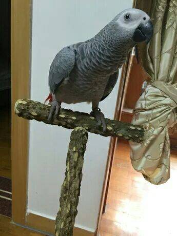 Holding the flower pepper wooden station frame and bird frame, metal supplies, parrot out of the station frame T -shaped portable outer cage