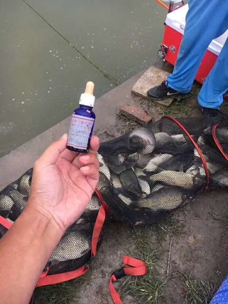 Yoshino concentrates back to the pot bait, small-scale bait, and an additive to the catfish