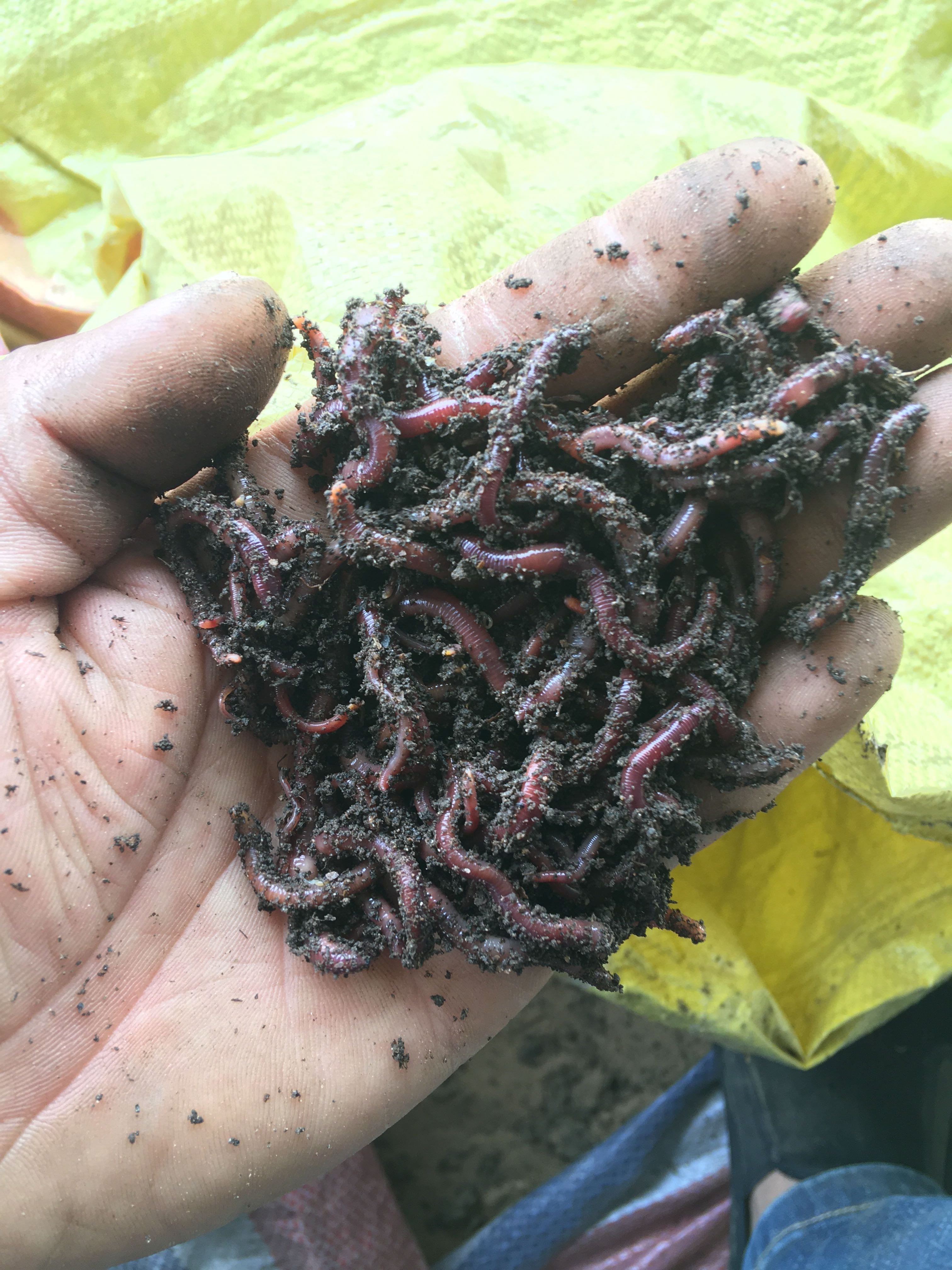 Cow dung and red earthworms, live baits, live baits, vermin baits, vermin fishing boxes, small baits for the carp-eating lake