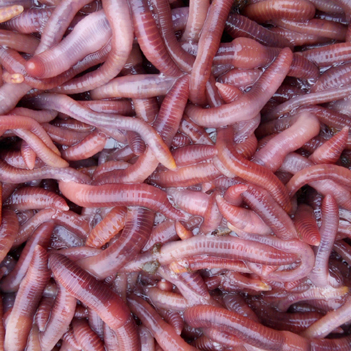 Cow dung and red earthworms, live baits, live baits, vermin baits, vermin fishing boxes, small baits for the carp-eating lake